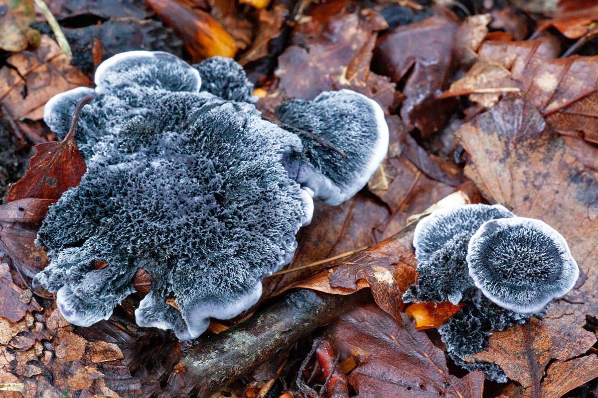 Phellodon niger (door John Breugelmans)