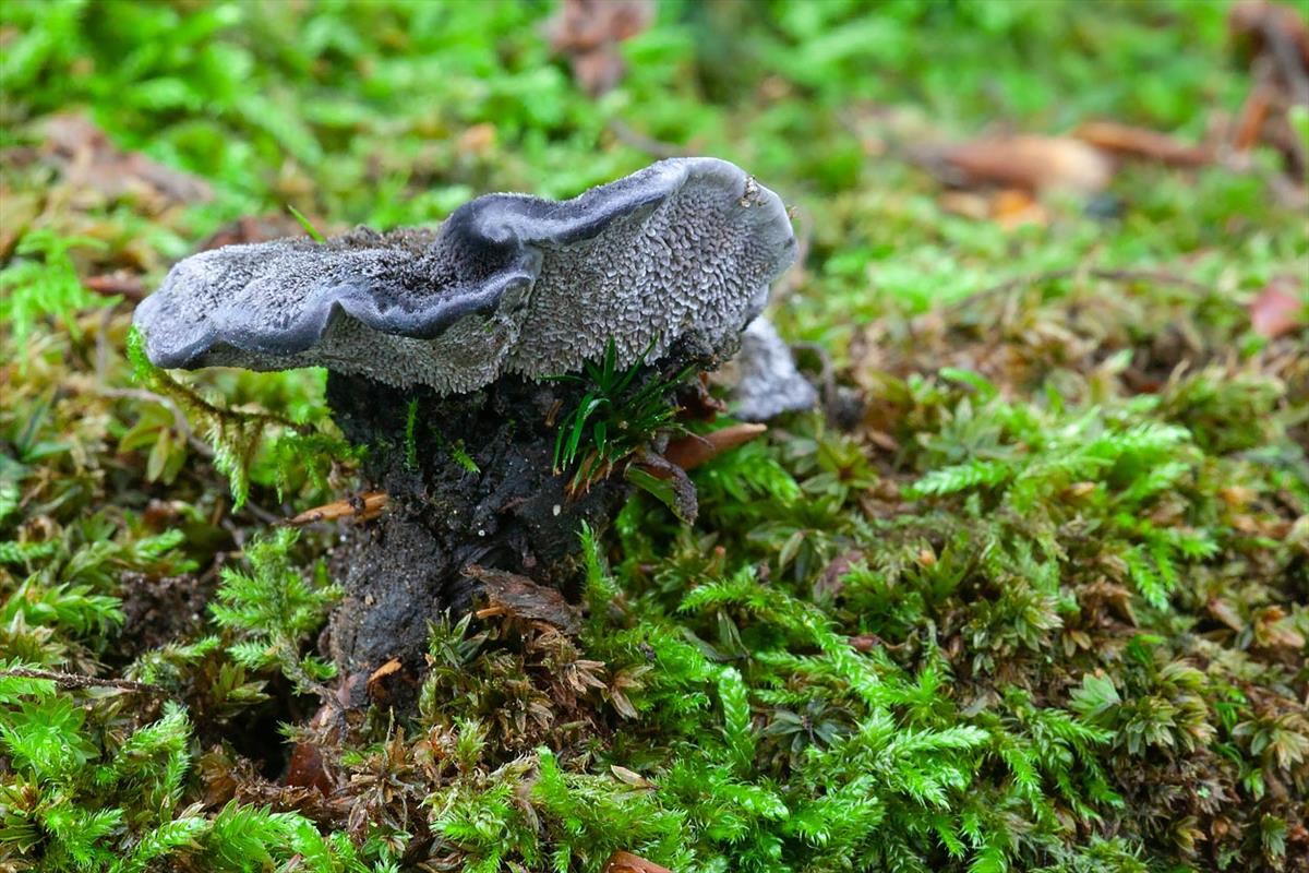 Phellodon niger (door John Breugelmans)