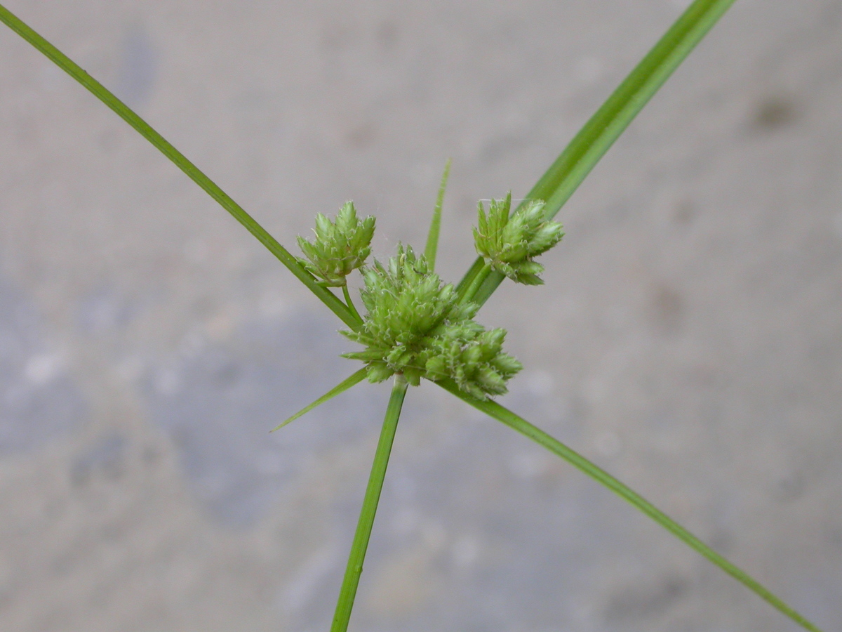 Cyperus eragrostis (door Peter Meininger)