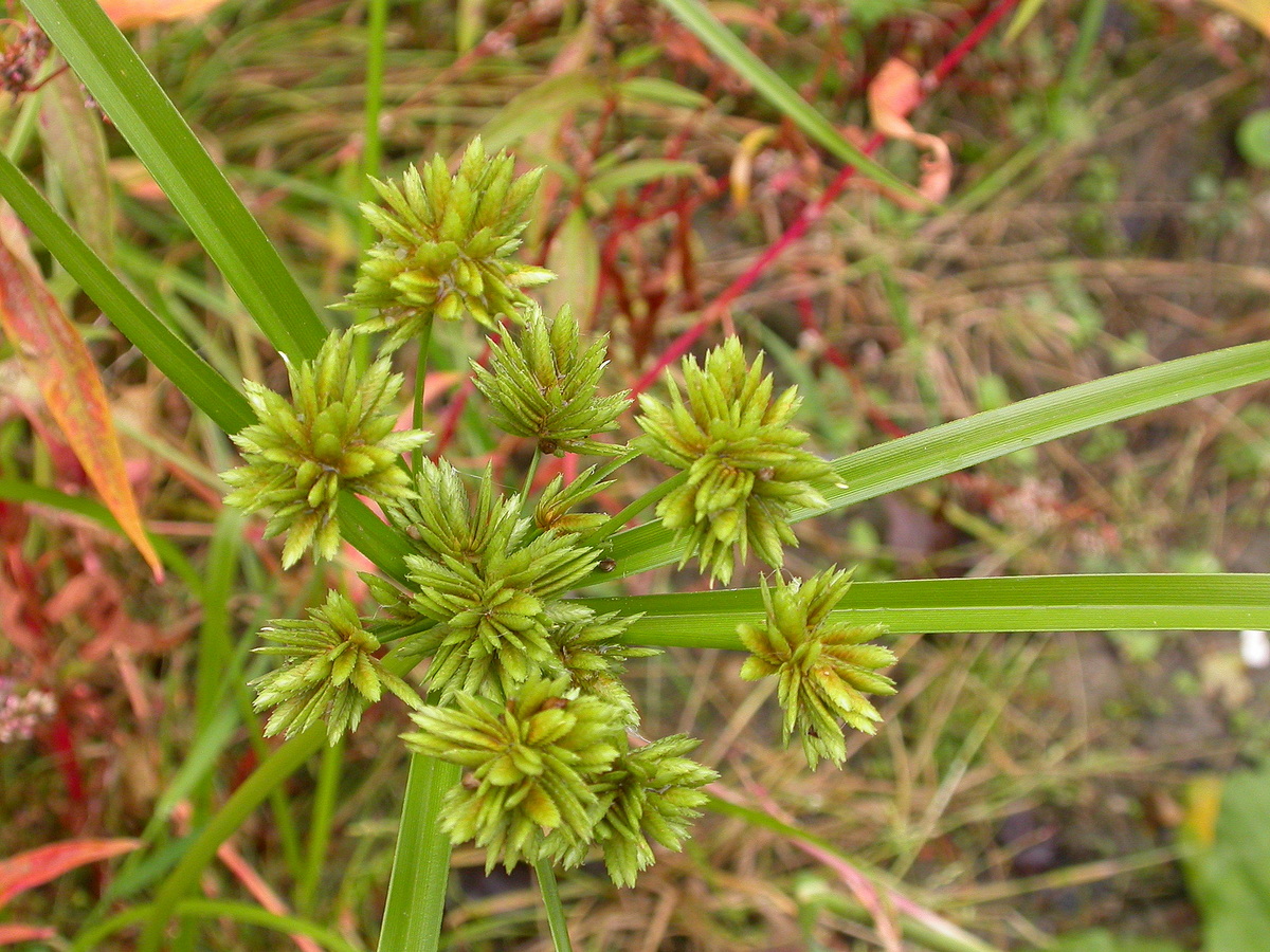 Cyperus eragrostis (door Peter Meininger)