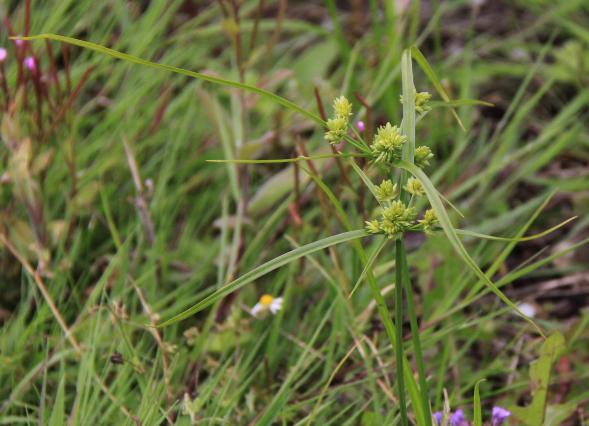 Cyperus eragrostis (door Peter Meininger)