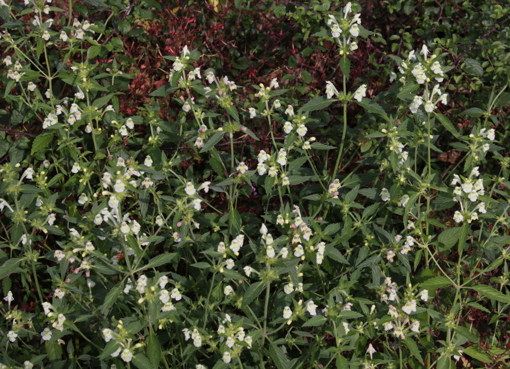 Galeopsis segetum (door Peter Meininger)