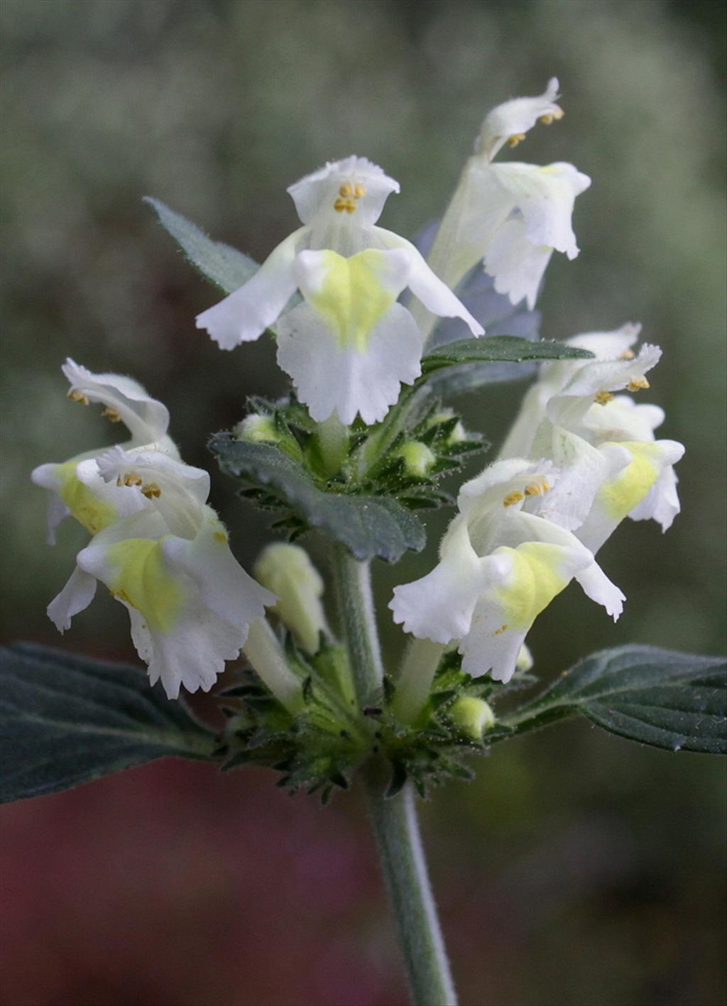 Galeopsis segetum (door Peter Meininger)