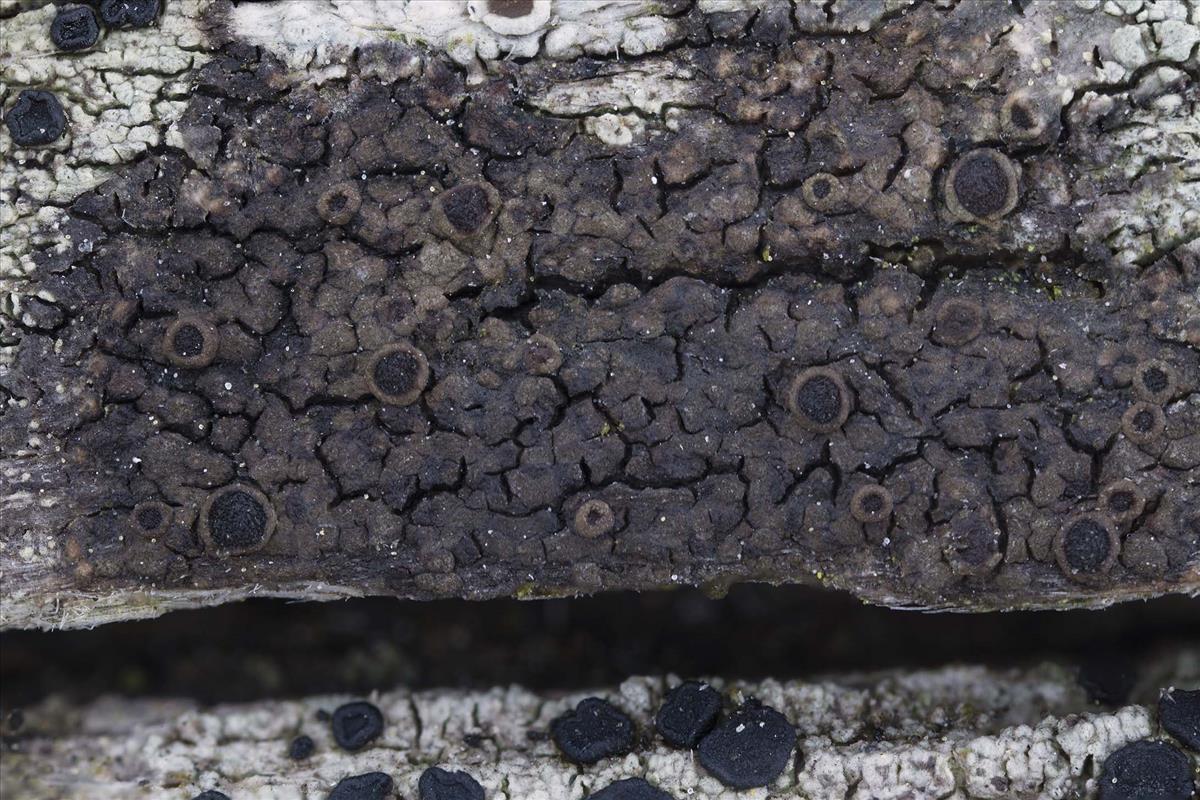 Rinodina sophodes (door Danny Declercq)