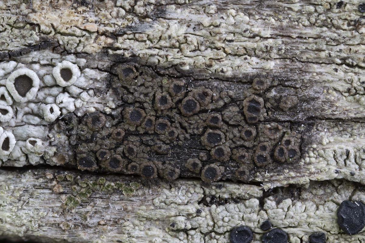 Rinodina sophodes (door Danny Declercq)