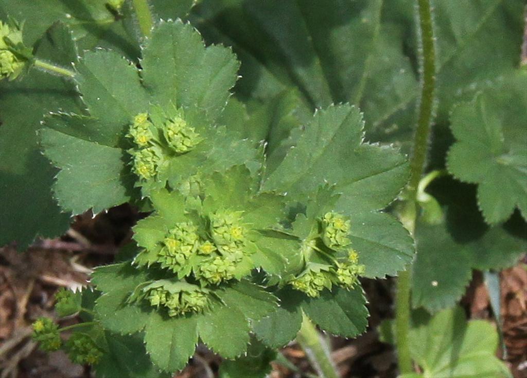 Alchemilla xanthochlora (door Peter Meininger)