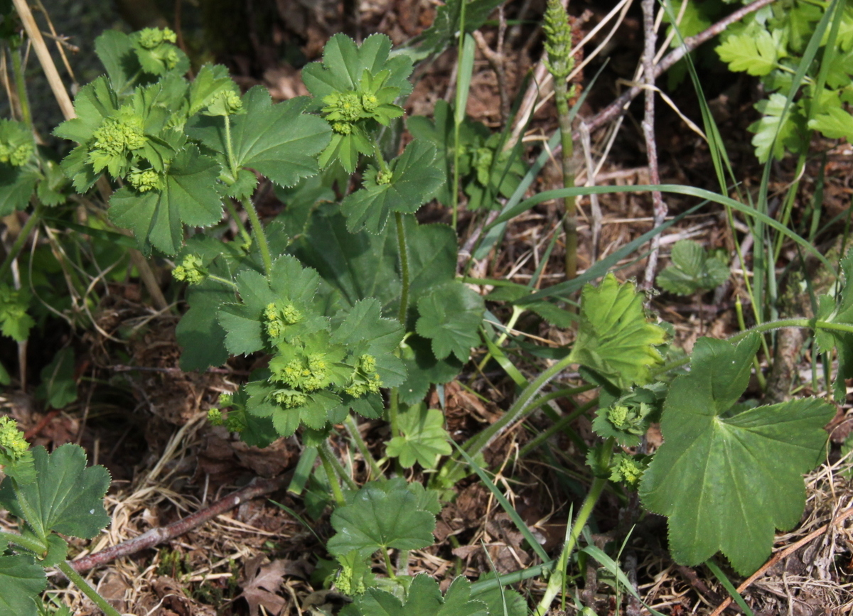 Alchemilla xanthochlora (door Peter Meininger)