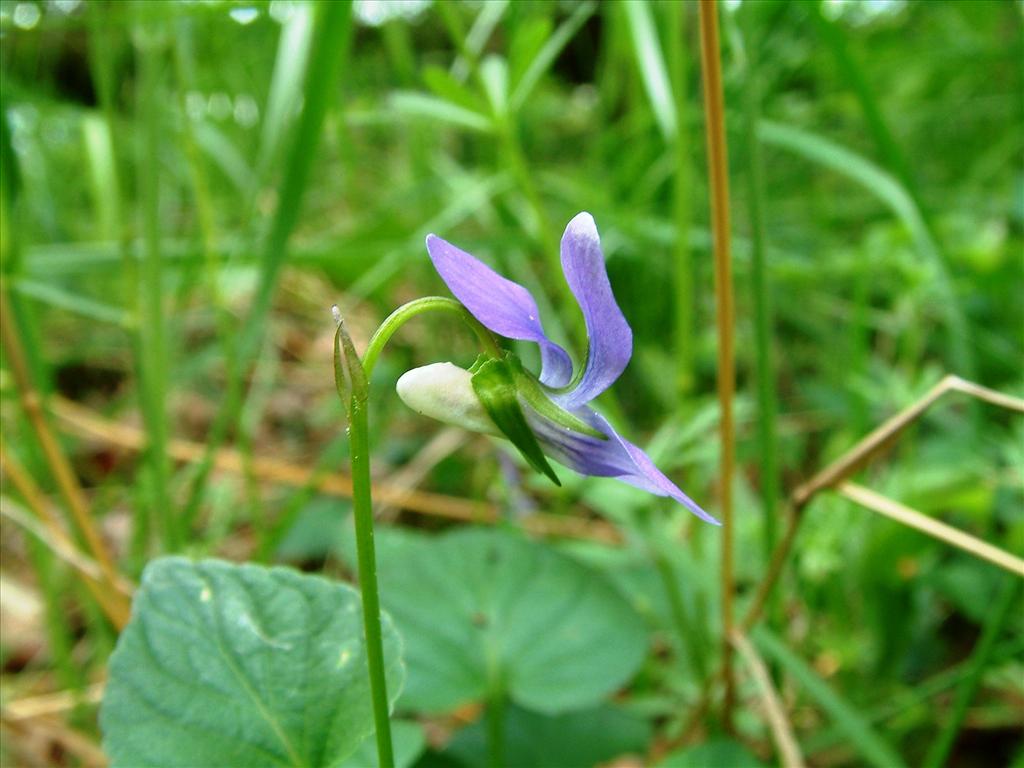 Viola riviniana (door Dick Kerkhof)