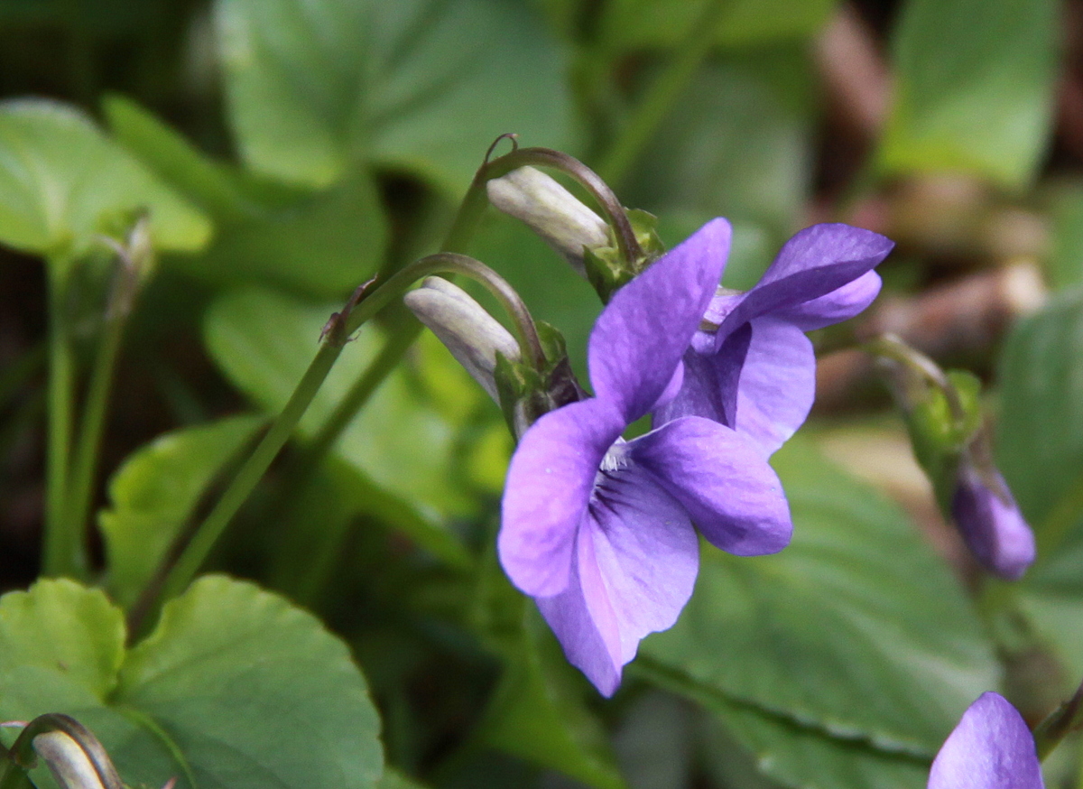 Viola riviniana (door Peter Meininger)