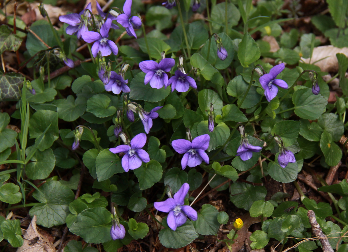 Viola riviniana (door Peter Meininger)