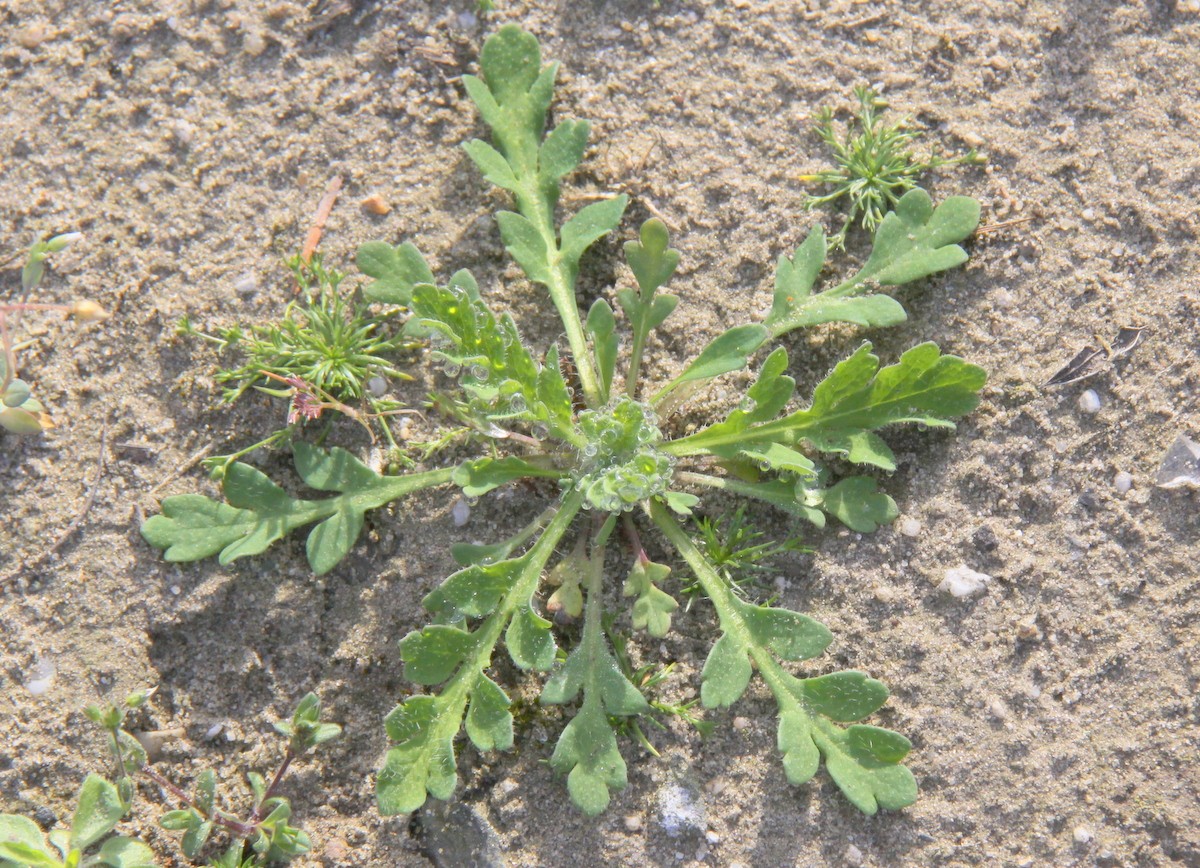 Papaver dubium (door Peter Meininger)