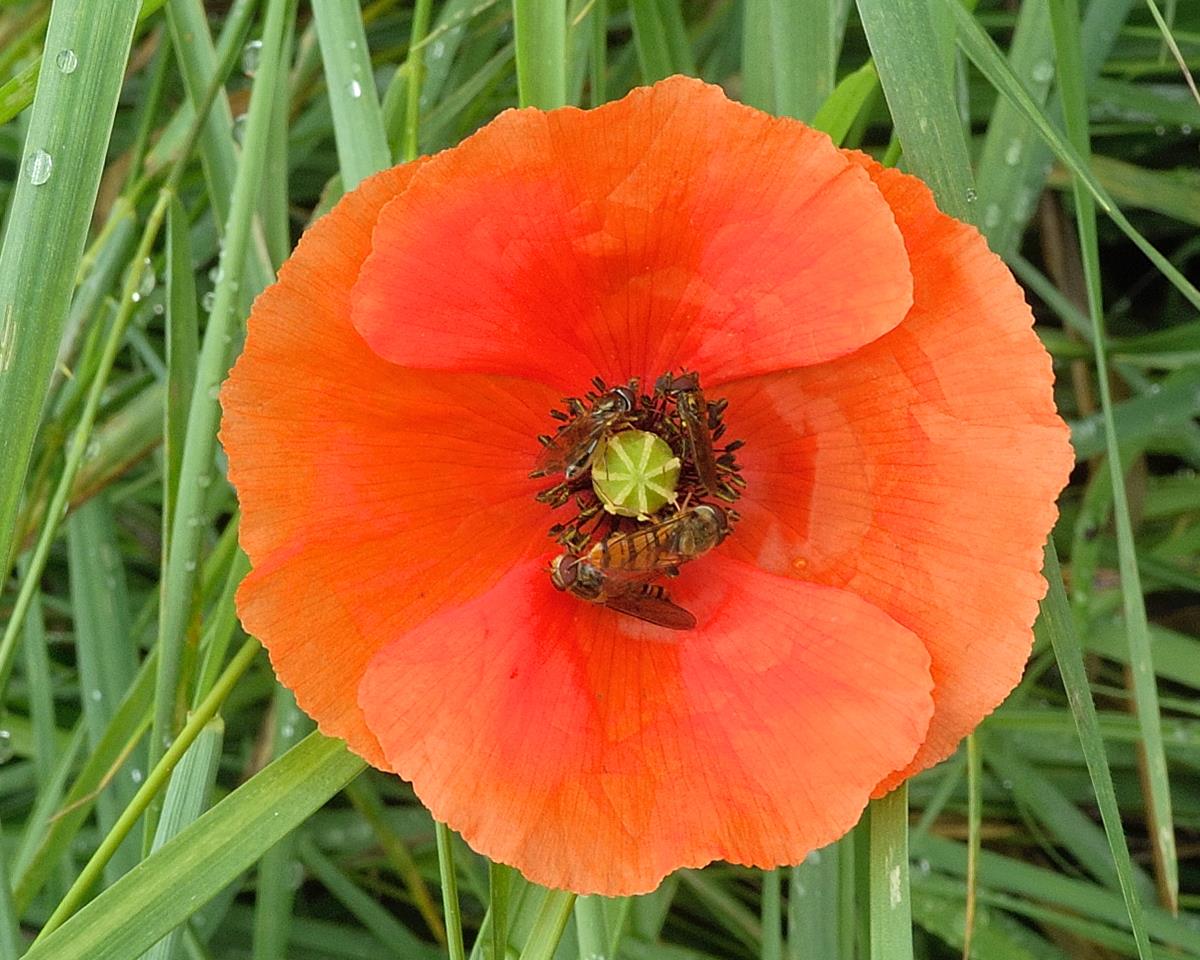 Papaver dubium (door Ab H. Baas)