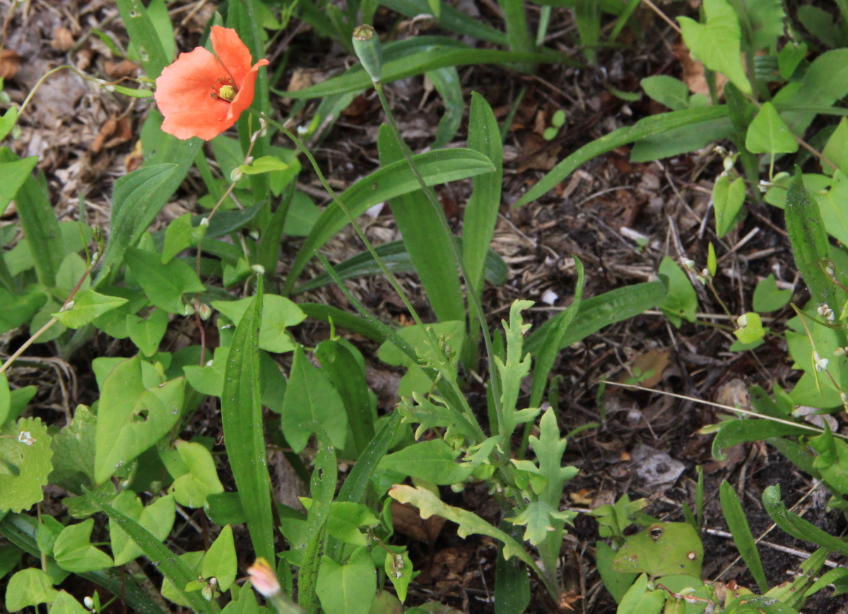 Papaver dubium (door Peter Meininger)