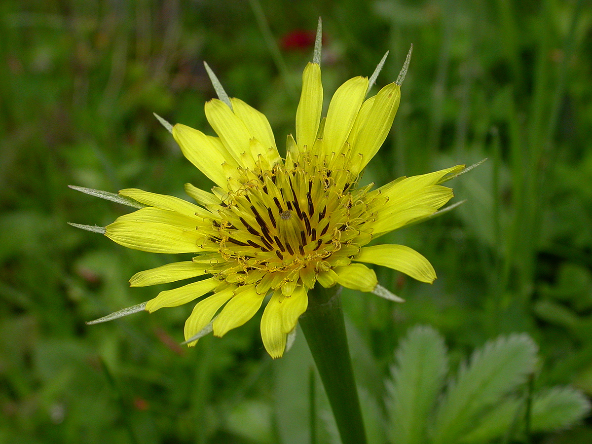 Tragopogon dubius (door Peter Meininger)