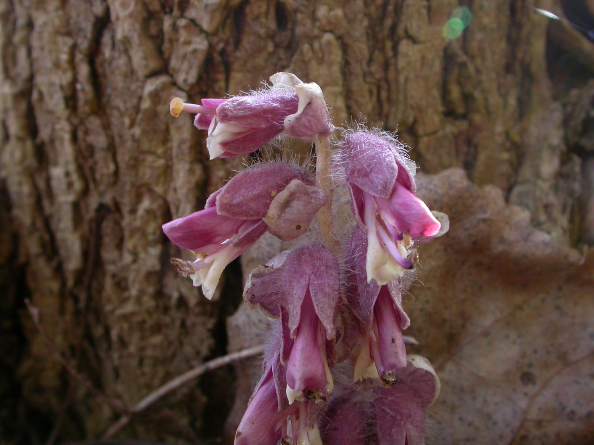 Lathraea squamaria (door Peter Meininger)