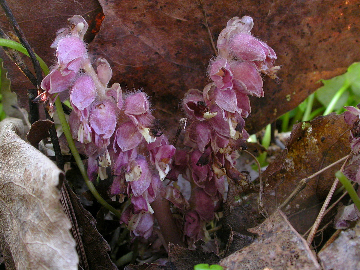 Lathraea squamaria (door Peter Meininger)