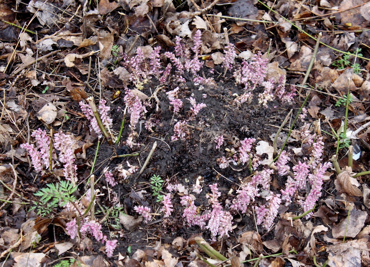 Lathraea squamaria (door Peter Meininger)