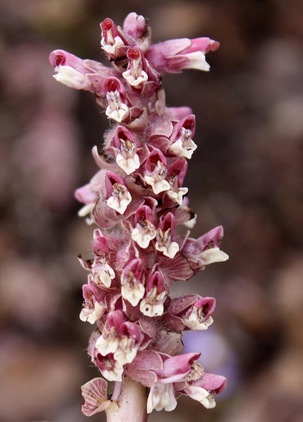 Lathraea squamaria (door Peter Meininger)