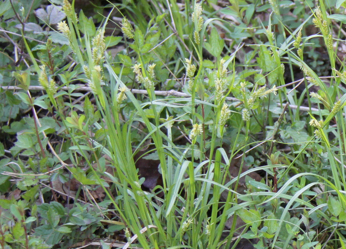 Carex pallescens (door Peter Meininger)