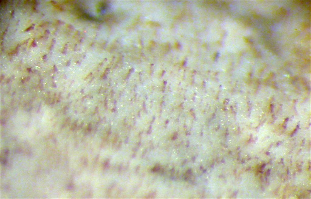 Hyphoderma argillaceum (door Ida Bruggeman)