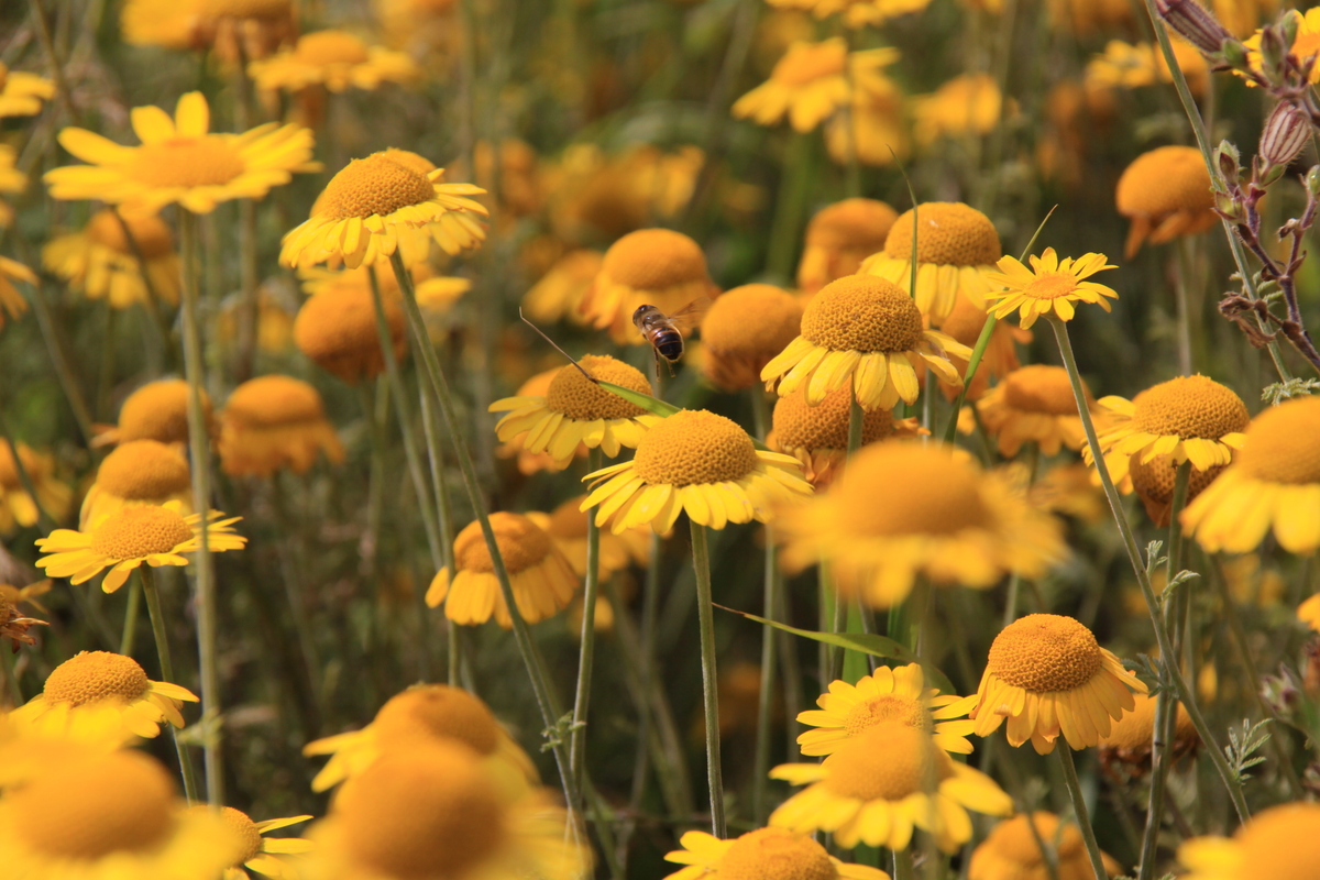 Anthemis tinctoria (door Peter Meininger)