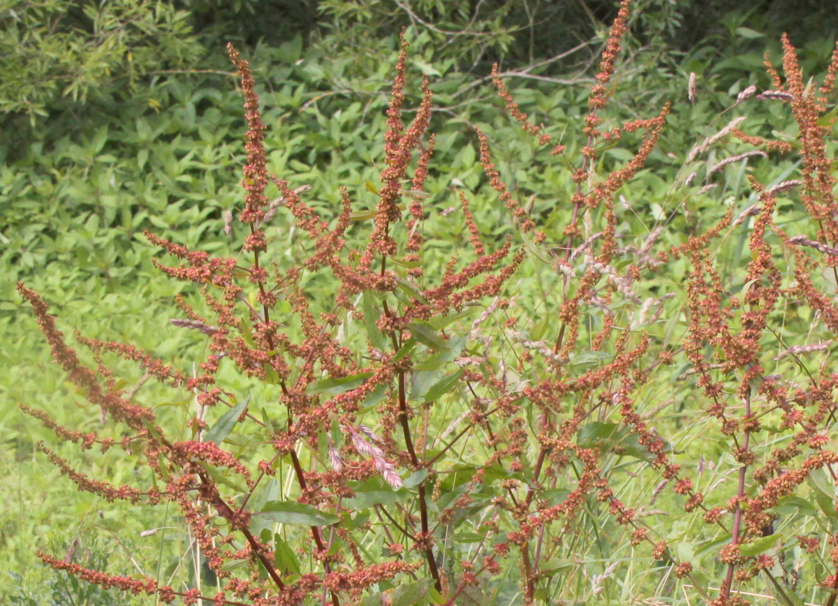 Rumex sanguineus (door Peter Meininger)