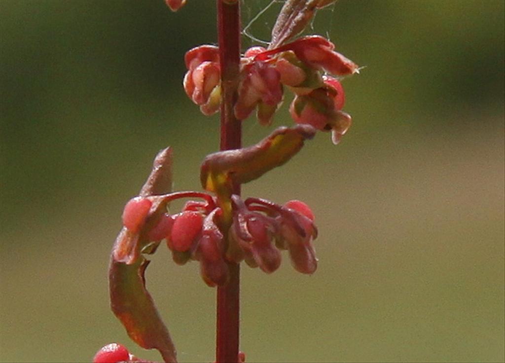 Rumex sanguineus (door Peter Meininger)