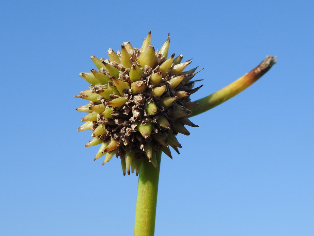 Sparganium erectum subsp. neglectum (door Jan Hein van Steenis)