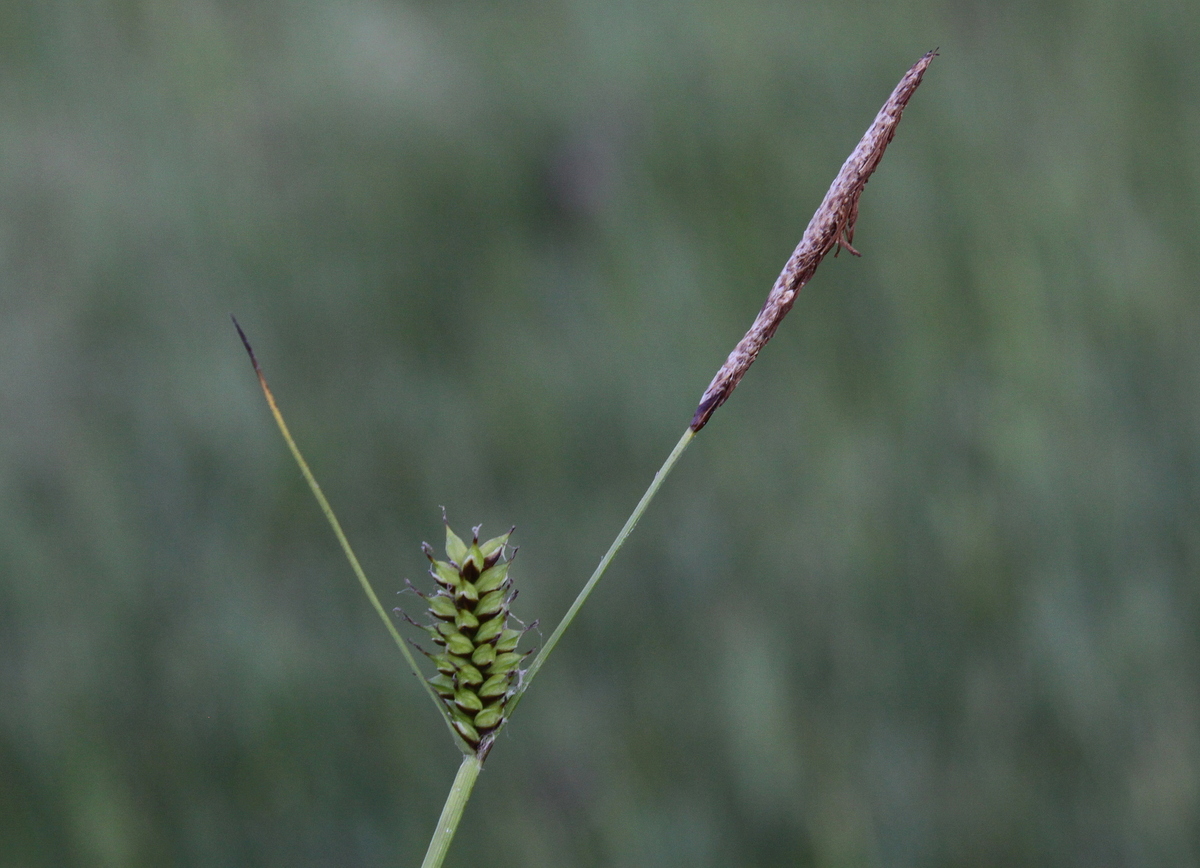 Carex hostiana (door Peter Meininger)