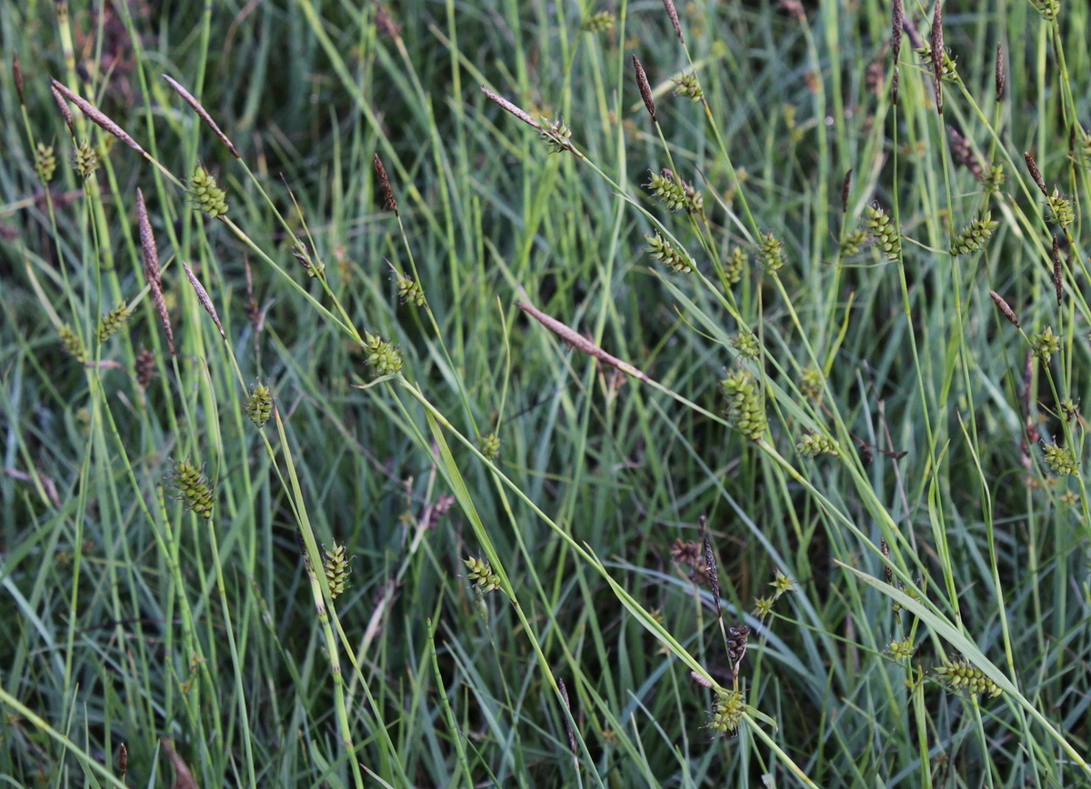 Carex hostiana (door Peter Meininger)