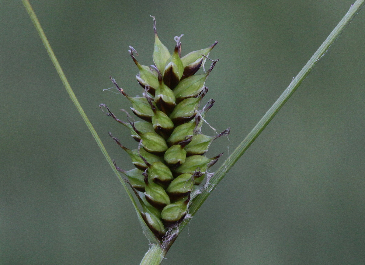 Carex hostiana (door Peter Meininger)