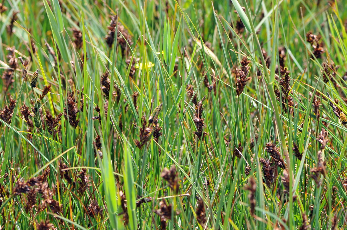 Blysmus compressus (door Hans Toetenel)