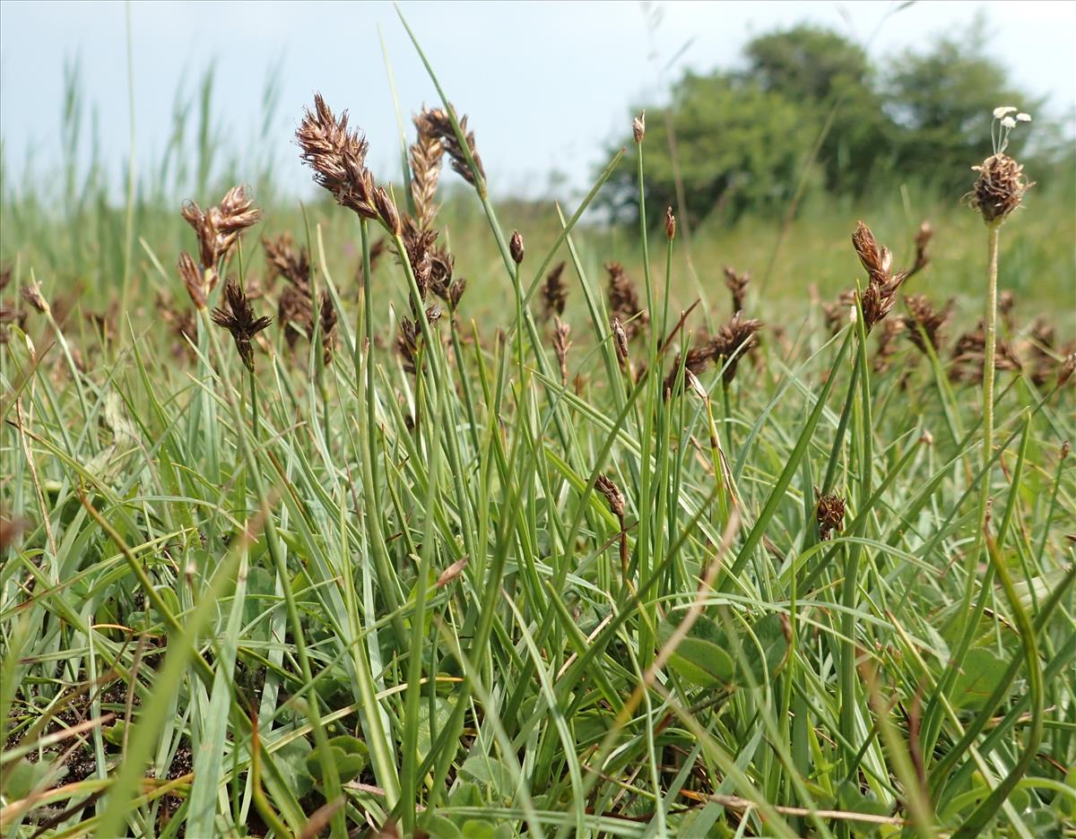 Blysmus compressus (door Adrie van Heerden)