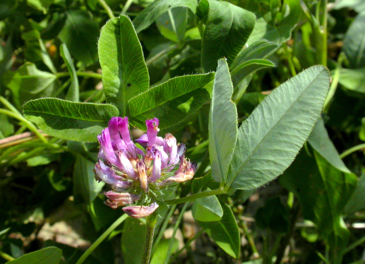 Trifolium medium (door Peter Meininger)