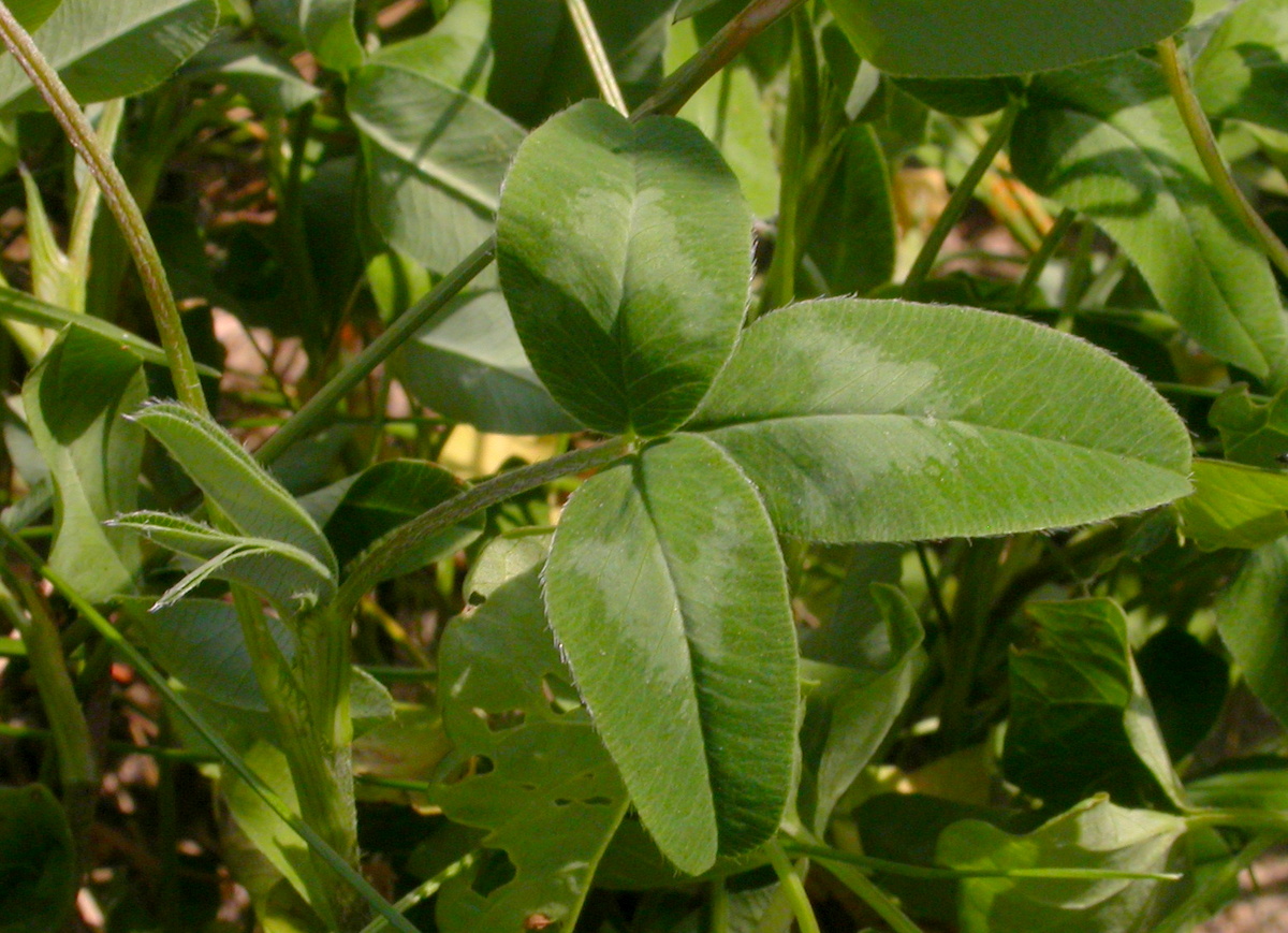 Trifolium medium (door Peter Meininger)