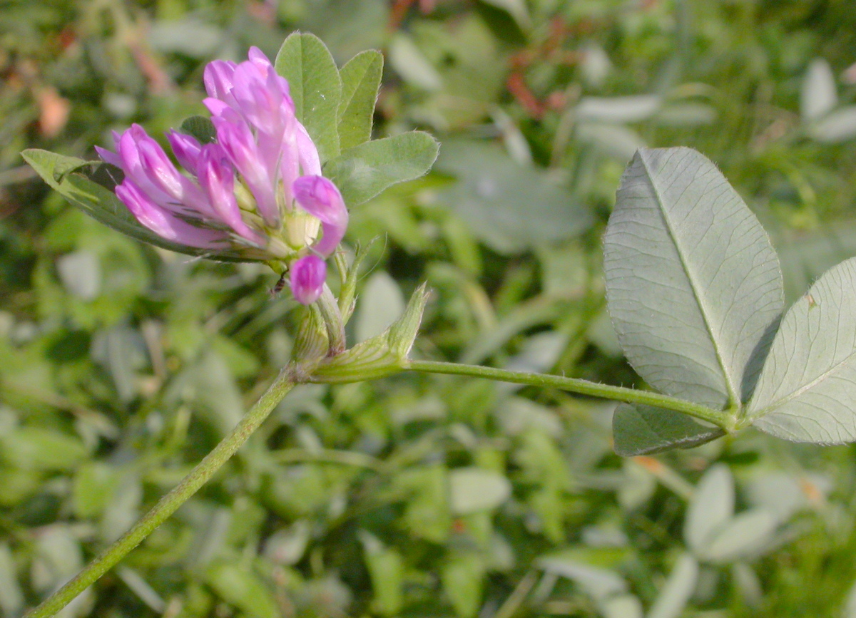 Trifolium medium (door Peter Meininger)