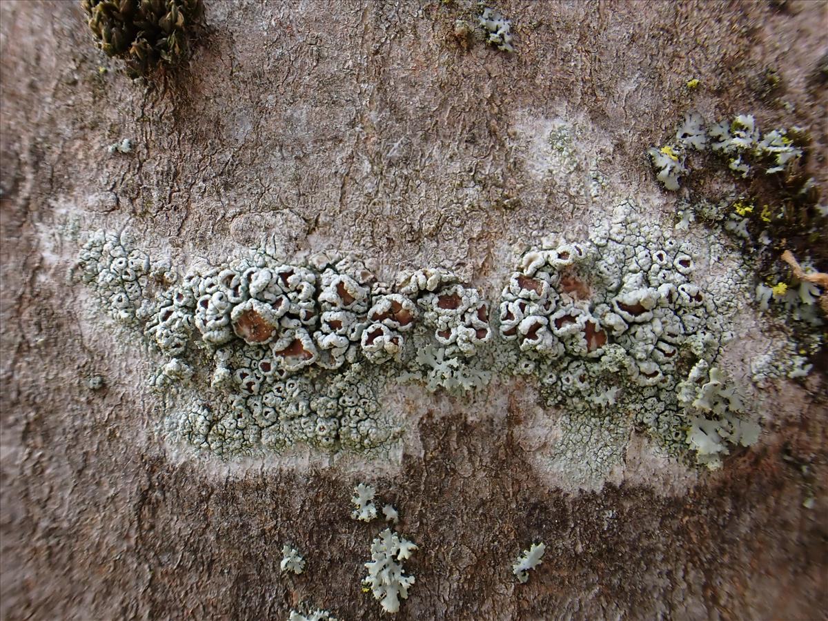 Lecanora sinuosa (door Hans Haafkens)