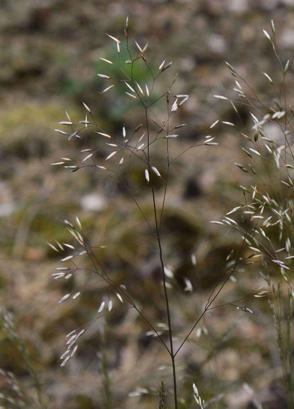 Avenella flexuosa (door Peter Meininger)