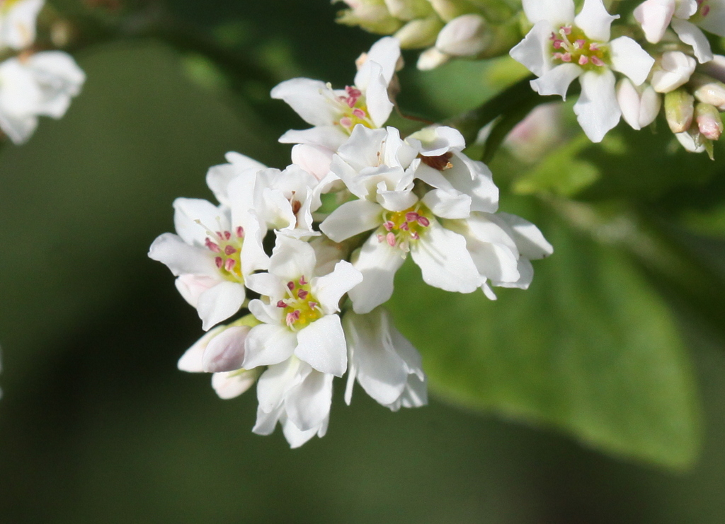 Fagopyrum esculentum (door Peter Meininger)