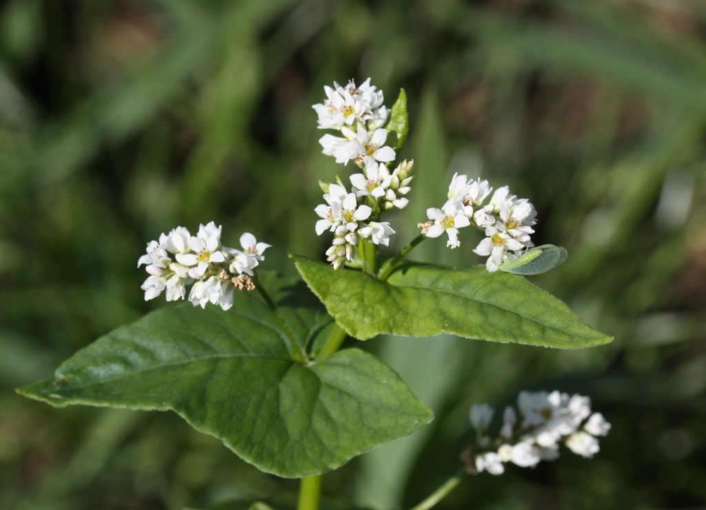 Fagopyrum esculentum (door Peter Meininger)