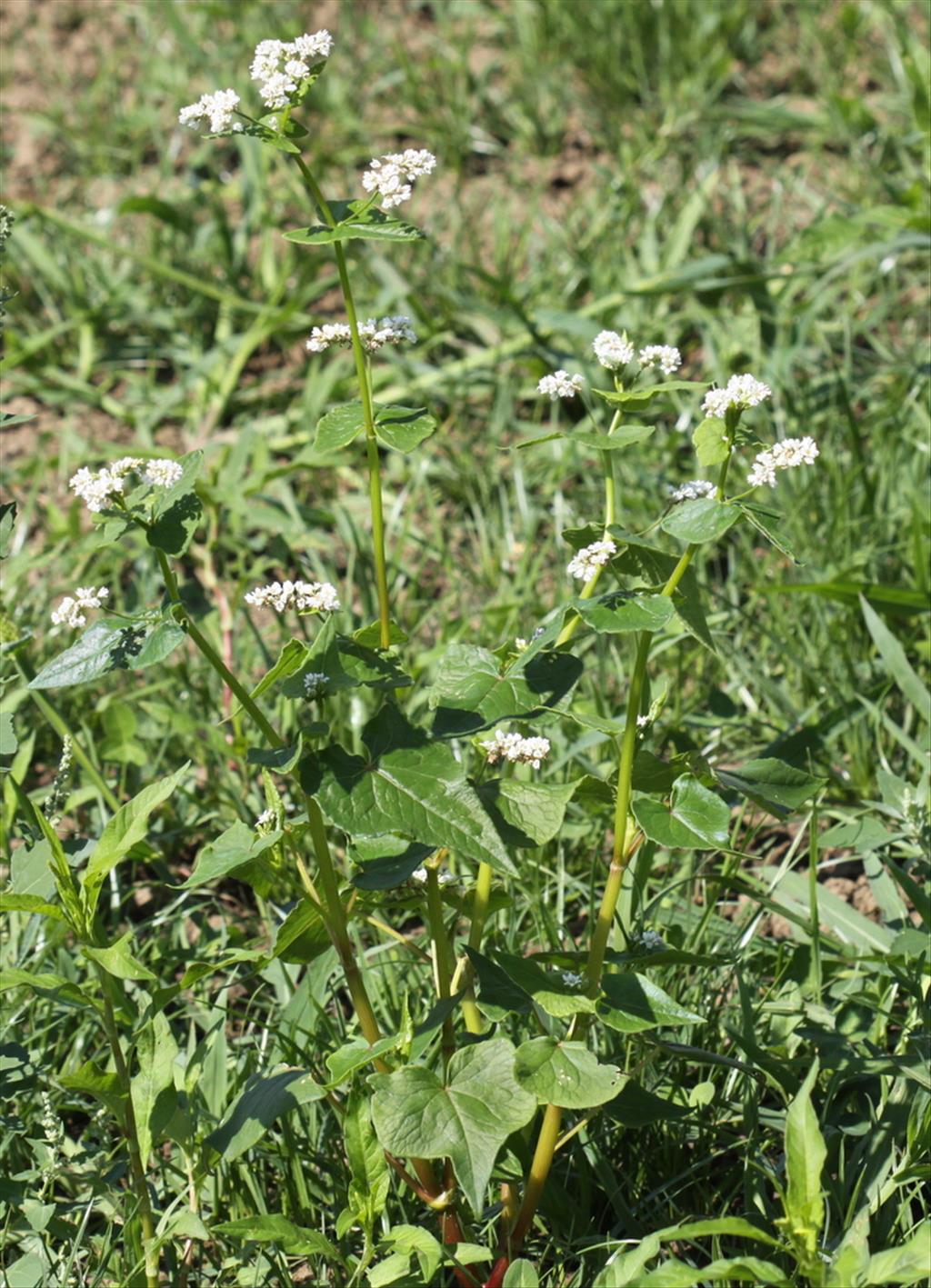 Fagopyrum esculentum (door Peter Meininger)