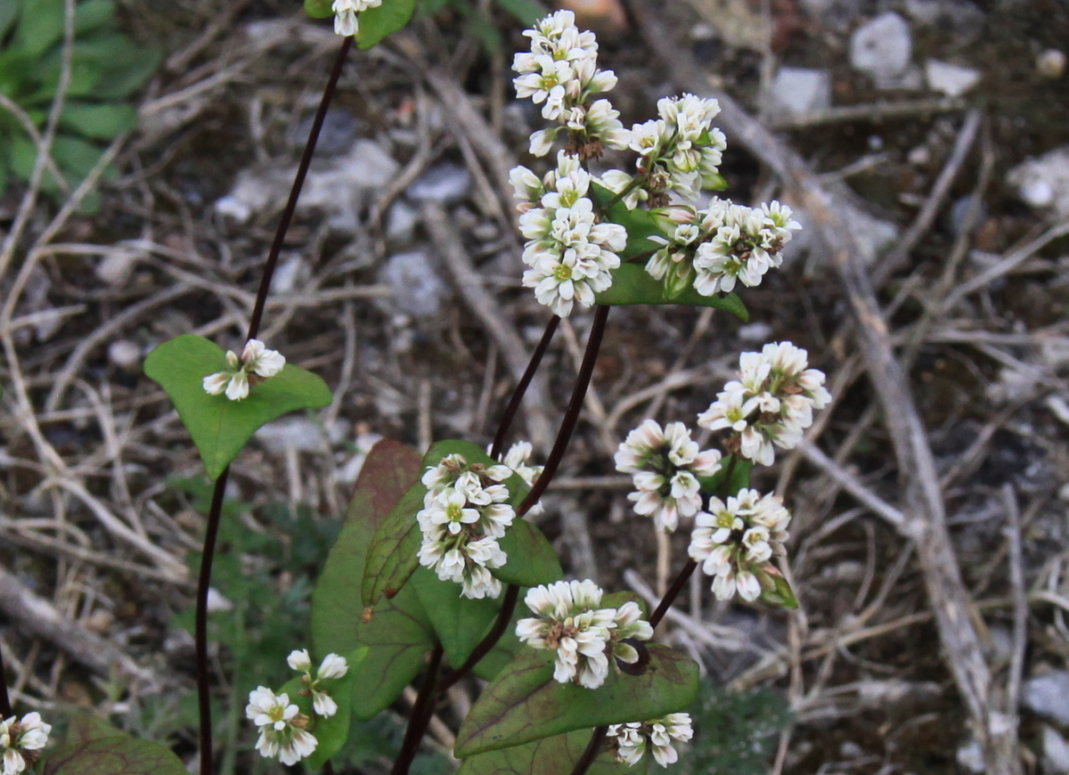 Fagopyrum esculentum (door Peter Meininger)