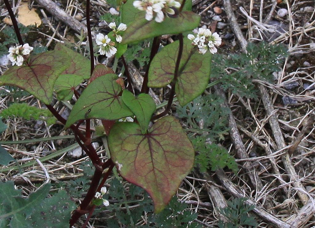 Fagopyrum esculentum (door Peter Meininger)