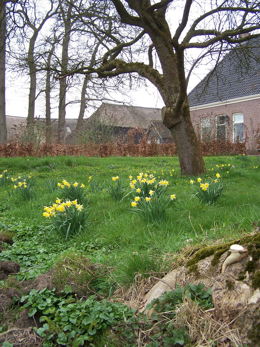 Narcissus pseudonarcissus subsp. pseudonarcissus (door Edwin Dijkhuis)