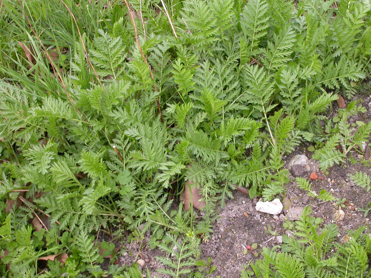 Tanacetum vulgare (door Peter Meininger)