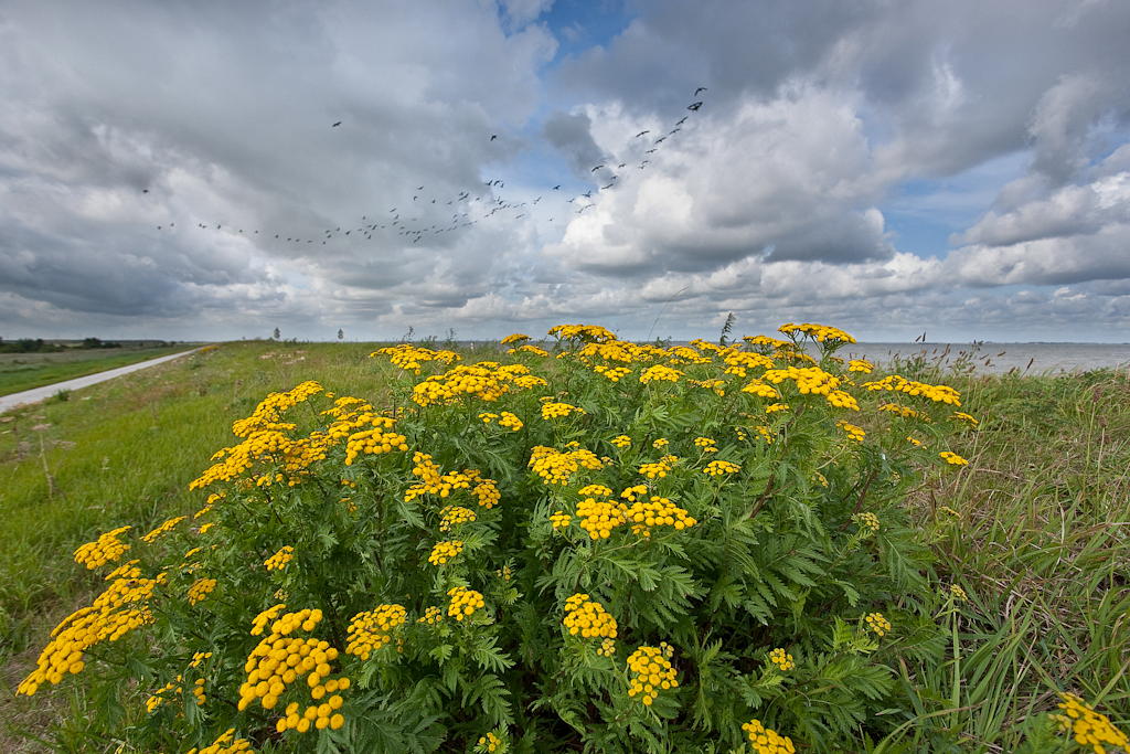 Tanacetum vulgare (door Joost Bouwmeester)