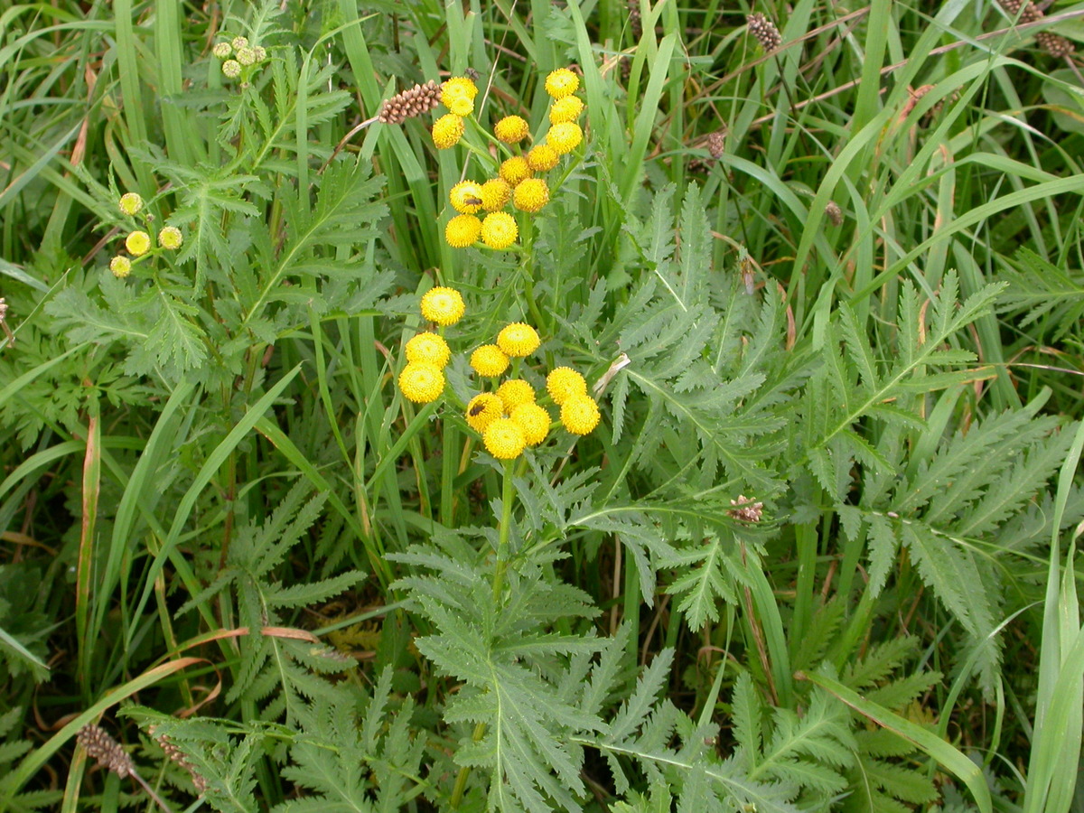 Tanacetum vulgare (door Peter Meininger)