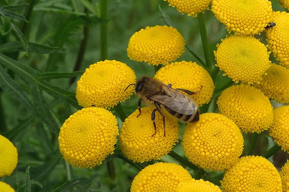 Tanacetum vulgare (door Ab H. Baas)