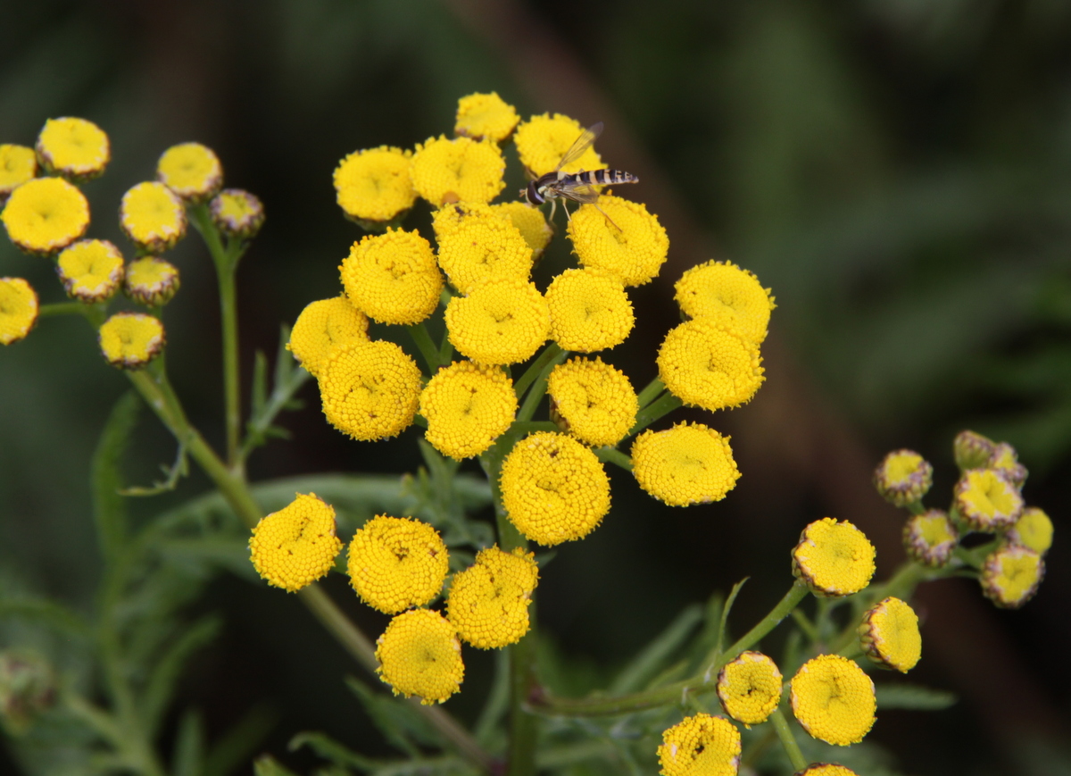 Tanacetum vulgare (door Peter Meininger)