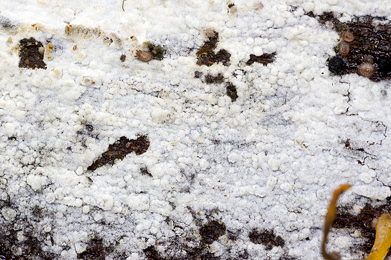 Boidinia furfuracea (door Nico Dam)